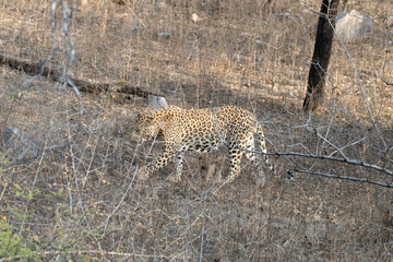 Indian leopard or Panthera pardus fusca walking through the thicket at Jhalana Leopard Reserve in Rajasthan, India