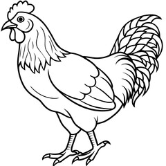 rooster and hen colouring page white background -Vector illustration