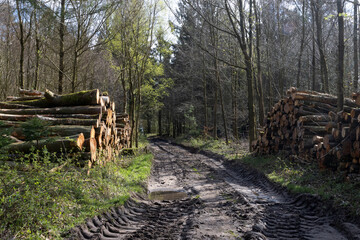 Wood piles with tree trunks at a forest path in spring.