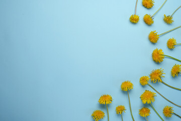 Beautiful dandelion flowers on a blue background. Flat lay, top view. Space for text.