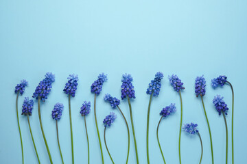 Spring floral composition, Muscari flowers. Blue muscari bouquet. Minimal blooming plant on a blue background. Spring seasonal styling. Top view, flat lay copy space.