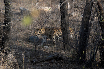 Indian leopard walking through the thicket at Jhalana Reserve in Rajasthan India