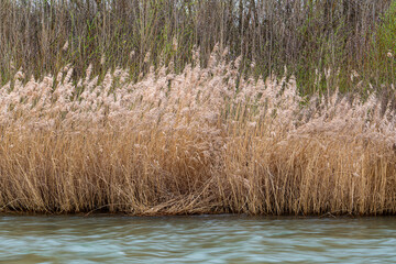 Phragmites australis. Dry plants with spikes of reed on the bank of the Bernesga River, León, Spain.