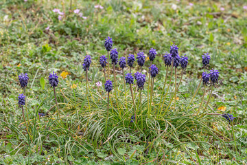 Muscari neglectum. Group of nazarene plants with dark blue inflorescences on the meadow in spring.