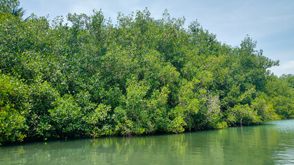 Beautiful green mangrove in the Caribbean sea in Cartagena - Colombia
