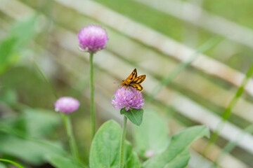 a macro photo of potanthus niobe a kind of skipper butterfly that are endemic in the Philippines