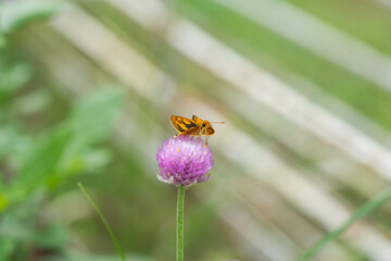 a macro photo of potanthus niobe a kind of skipper butterfly that are endemic in the Philippines