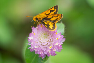 a macro photo of potanthus niobe a kind of skipper butterfly that are endemic in the Philippines