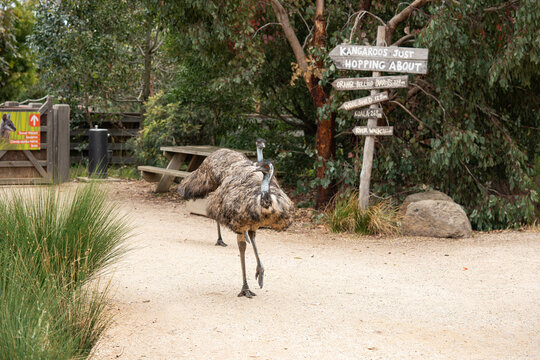 a free range emu walking the pathway of humans; the second tallest birds after ostrich