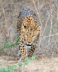 Indian leopard walking through the thicket at Jhalana Reserve in Rajasthan India