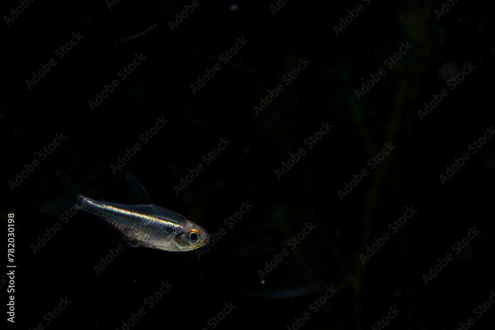 Wall mural a black neon red eye tetra, an energetic fish that grows up to 1.5 inches 