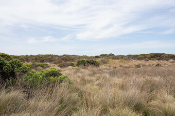dry bushes near the coast of the Great Ocean Road