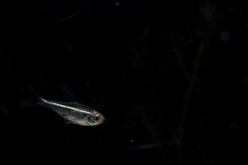 a black neon red eye tetra, an energetic fish that grows up to 1.5 inches 