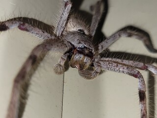 Huntsman Spider