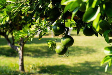 Green tangerines on a tree. Unripe green tangerines growing on tree outdoors. Citrus fruit