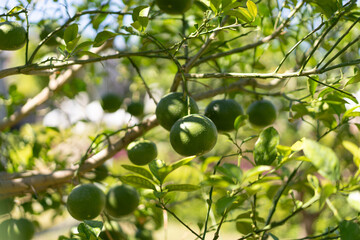 Green tangerines on a tree. Unripe green tangerines growing on tree outdoors. Citrus fruit
