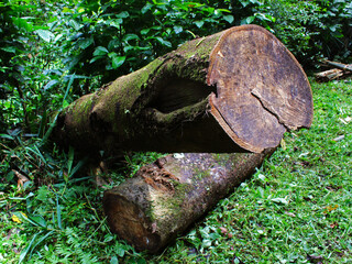 Close-up of logs in the bushes. 
