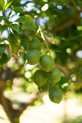 Green lemon on the tree blurred green background. An excellent source of vitamin C. Blurred green lemon on the tree. Green background