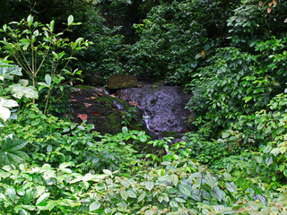 Water flows over a large rock amidst the bushes.