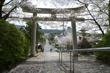 春の宗忠神社　鳥居から参道を望む　京都市左京区吉田