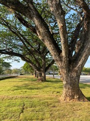 Trees and nature in the evening