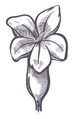 Flower with leaves and petals, monochrome sketch