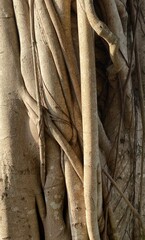 The pattern of the wood