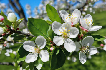 White flowers of an apple tree on a tree in spring against a blue sky. Close-up, selective focus