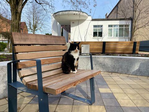 The cat swaggered over to the bench.