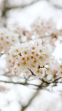 桜　お花見　岩切城跡　18　縦型