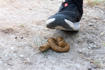 Unaware person Nearing Dog Poop on Ground