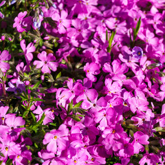 Close-up of Pink moss phlox (Phlox subulata) McDaniel's Cushion bloom in City park Krasnodar or Galitsky Park.