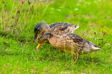 Pair of mallard ducks walking through lush green meadow