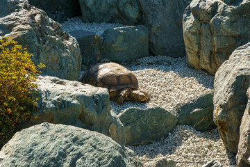 African spurred tortoise (Centrochelys sulcata), also called the sulcata tortoise in dry pond Kareike in Japanese garden of public landscape park of Krasnodar or Galitsky park, Russia
