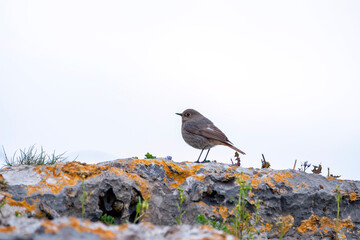 Male black redstart perched in a rock searching for insects.