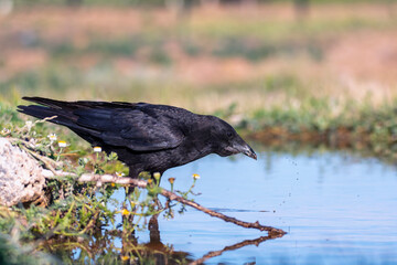 Carrion crow perched in a pond to drink water.