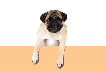 Obraz premium View of funny Pug dog on white background.