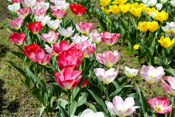 Beautiful tulip flower garden. The Expo 70 Commemorative Park, Osaka, Japan