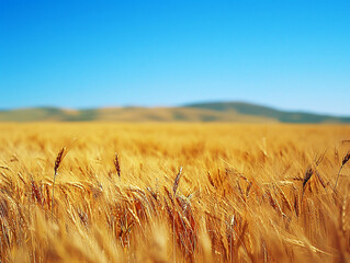 Golden fields of wheat against a blue sky.Ai generative.