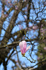 Magnolia tree branch with flower