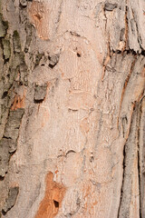 Silver maple bark detail