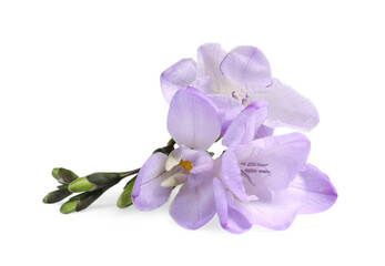 Fototapeta na wymiar Beautiful violet freesia flower isolated on white