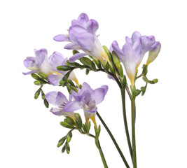 Beautiful violet freesia flowers isolated on white