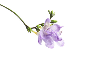 Beautiful violet freesia flower isolated on white