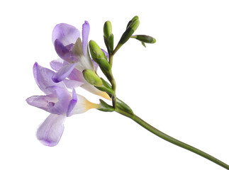 Beautiful violet freesia flower on white background