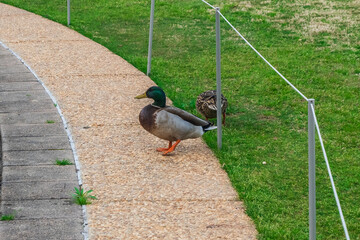 Duck Relaxing, Atlanta Botanical Garden, Atlanta, Georgia