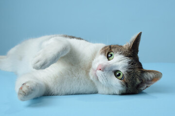 An alert white and tabby cat reclines on a blue backdrop, its gaze fixed to the side. Its distinctive markings and curious expression are captured in a relaxed yet engaging pose
