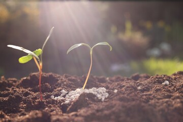 Young sprouts growing in soil with granulated fertilizer on sunny day, closeup