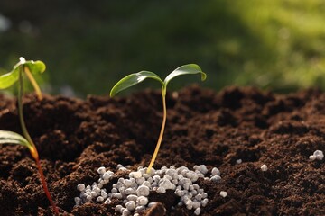 Young sprouts growing in soil with granulated fertilizer outdoors, closeup