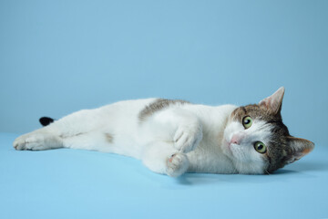 An alert white and tabby cat reclines on a blue backdrop, its gaze fixed to the side. Its distinctive markings and curious expression are captured in a relaxed yet engaging pose - 782049988